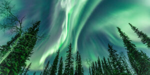 Trees White and Green